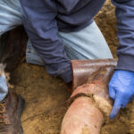 Trenchless Sewer Line